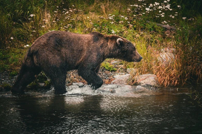 there is a bear that is walking along the bank