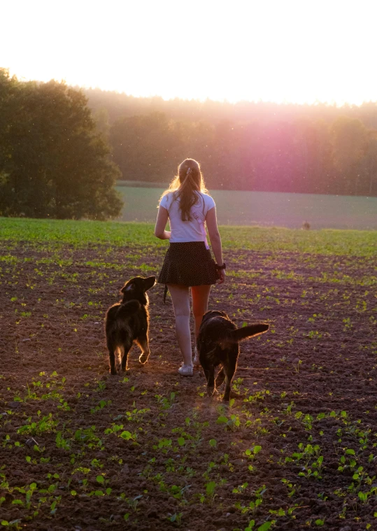 a person walking two dogs and a dog barking in a field