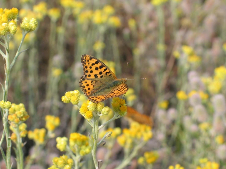 a erfly sitting on top of a yellow flower