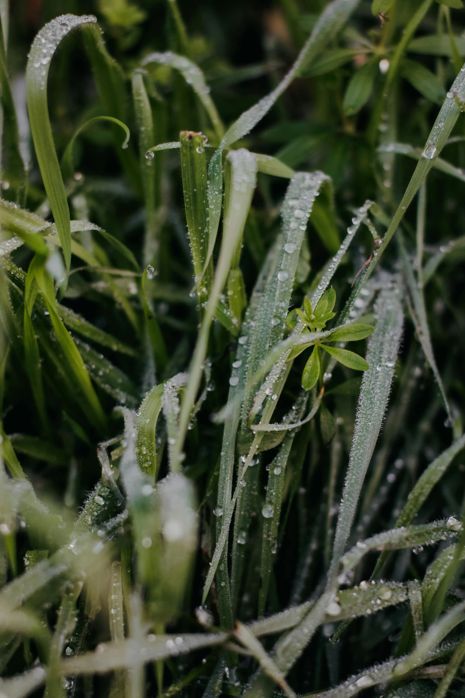 dew covered grass near some small shrubs in the day