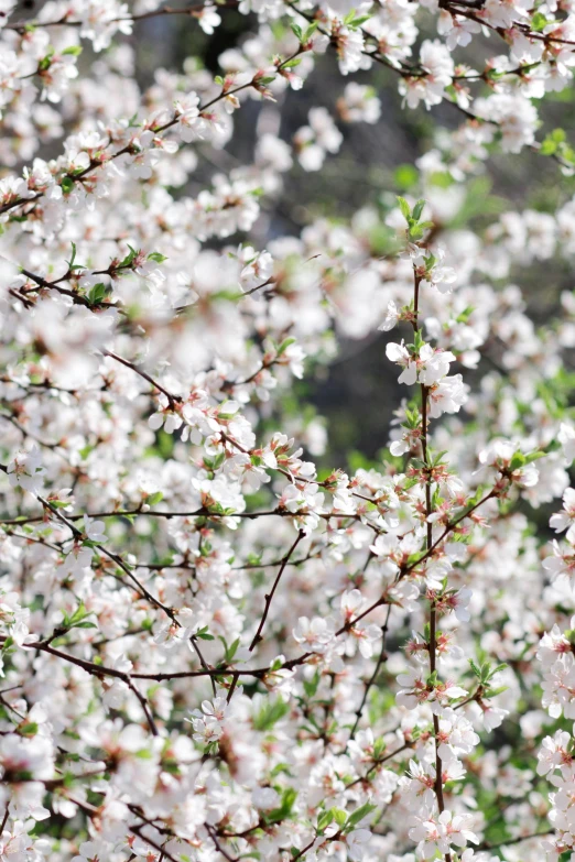 a group of trees in bloom are seen from behind