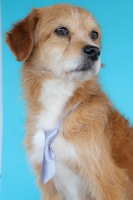 a small brown dog wearing a purple tie