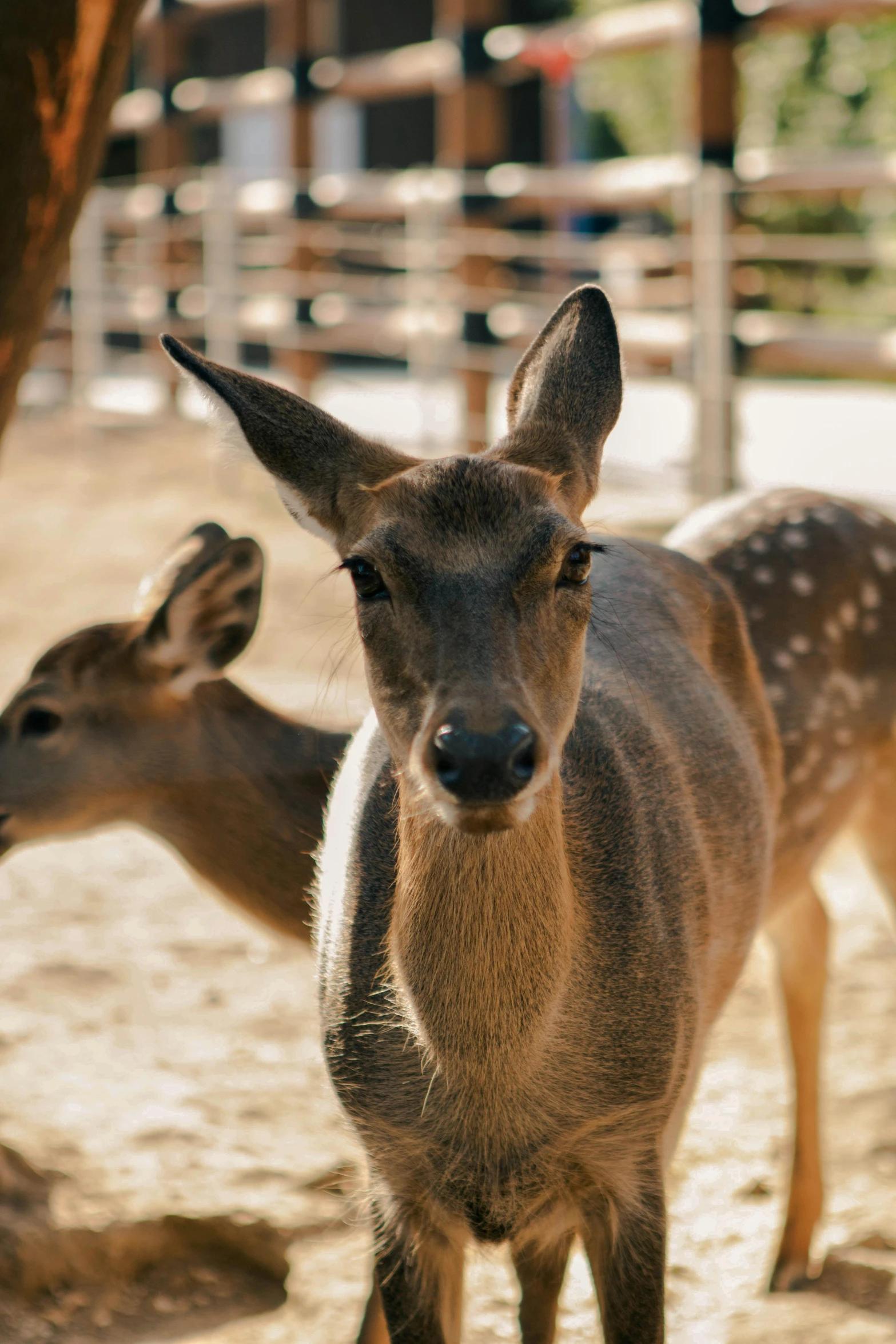 an animal looking at the camera in the dirt