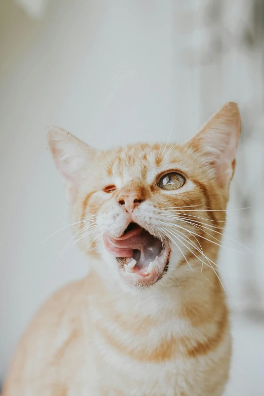 a orange cat with it's mouth open next to the camera