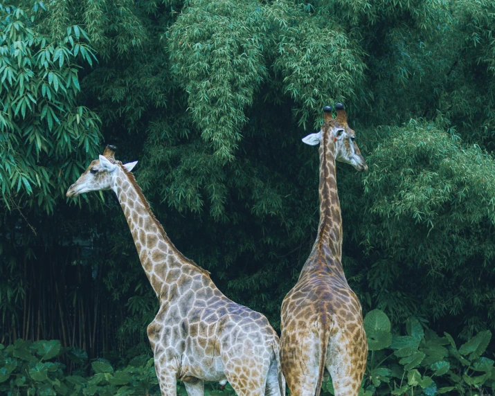 two giraffes are standing close to some trees