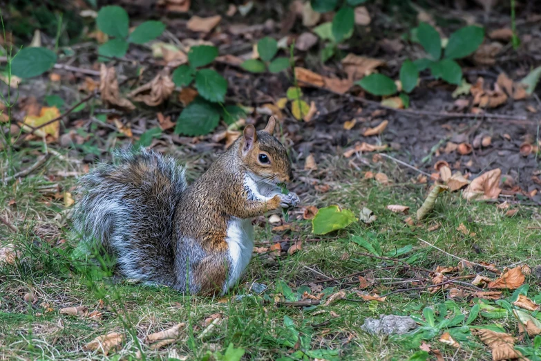 an animal that is sitting in the grass