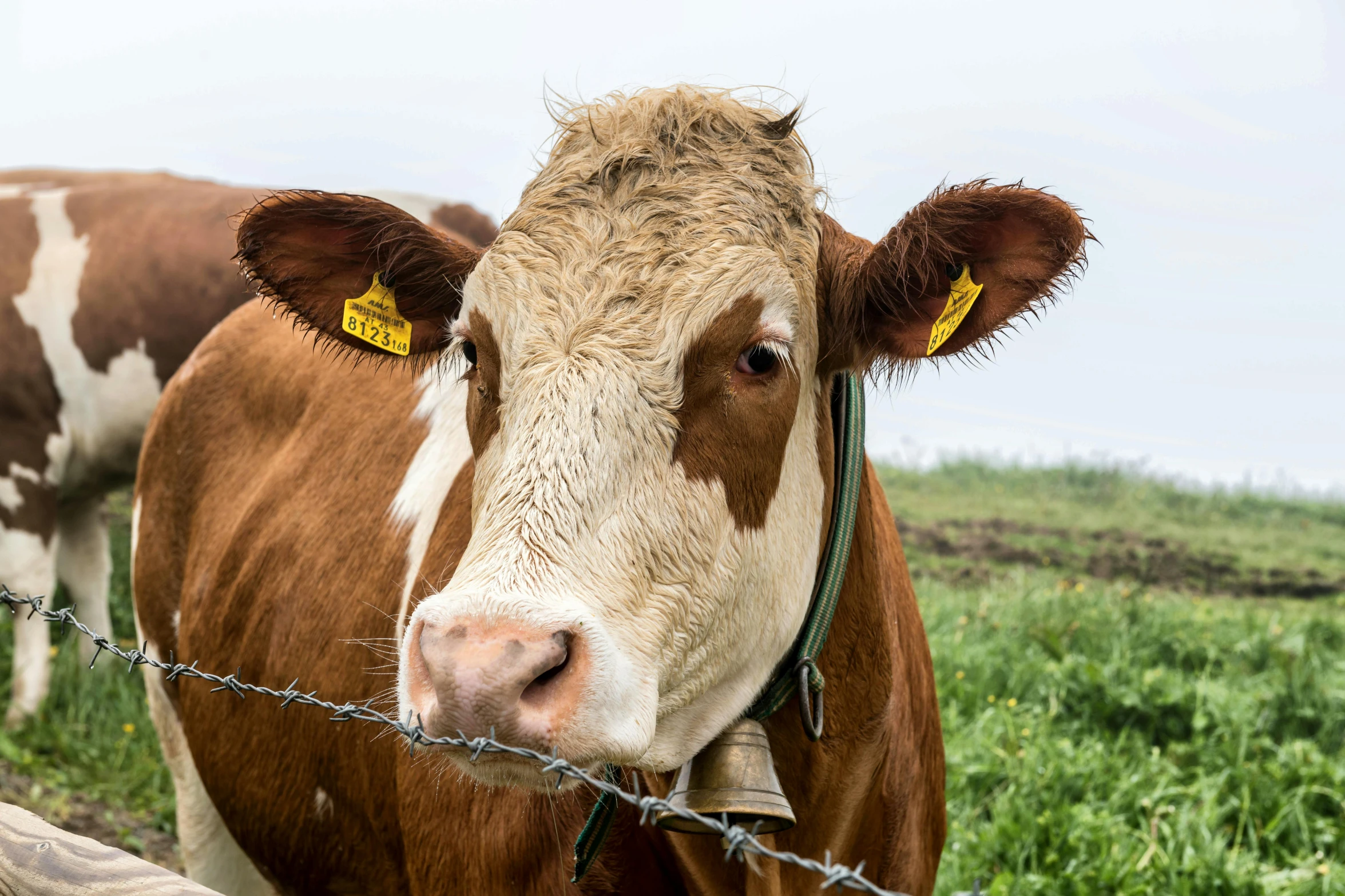 the cow has an ear tag and a wire fence