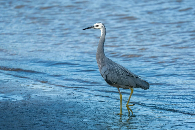 a gray and white bird standing in water