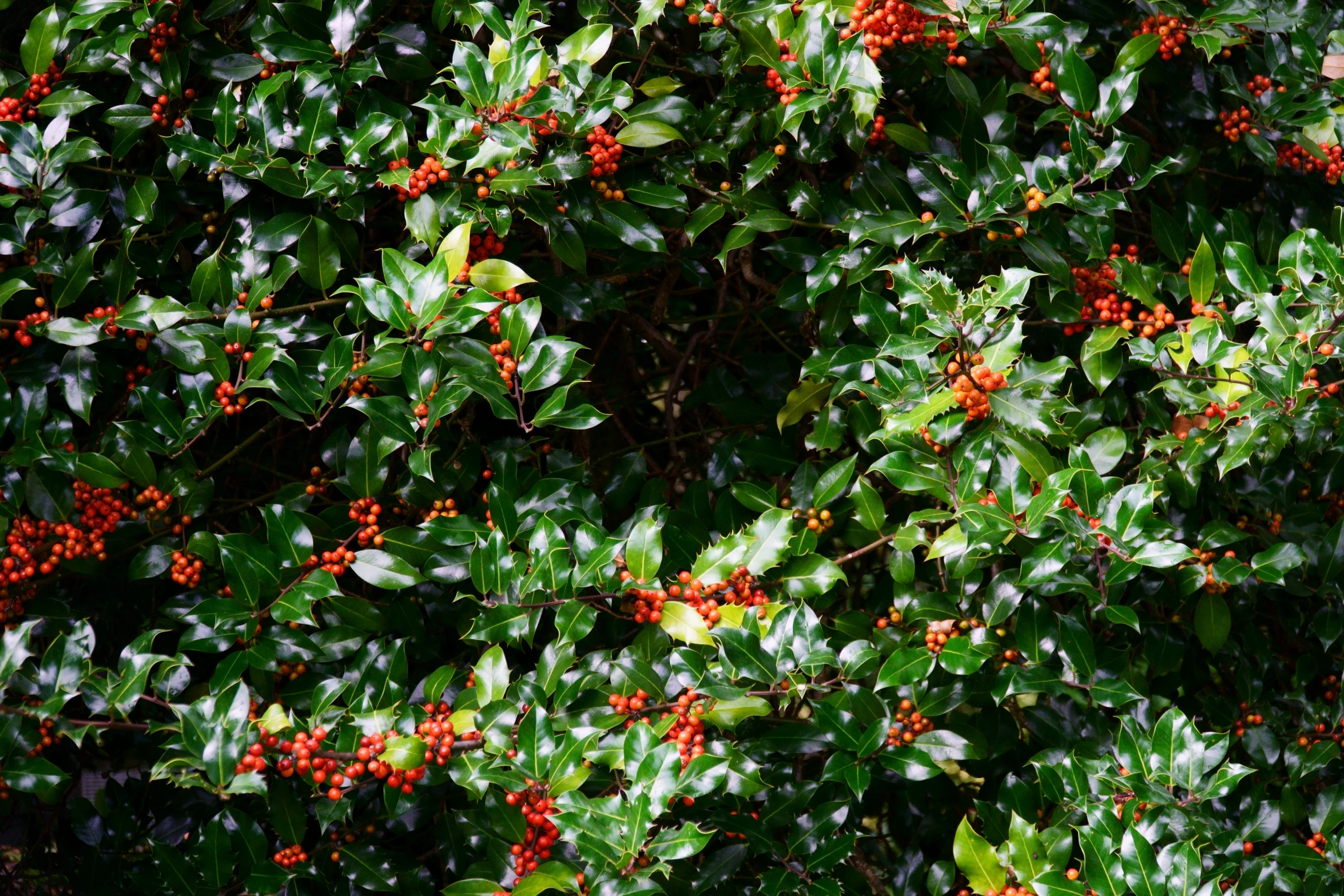 berries hang from nches on a tree and other fruit