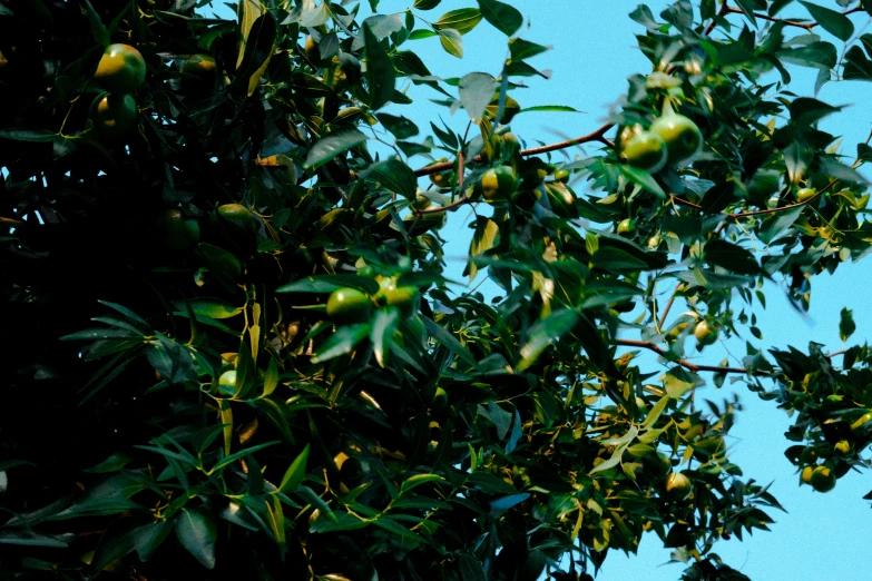 a tree has lots of leaves and yellow fruit on it