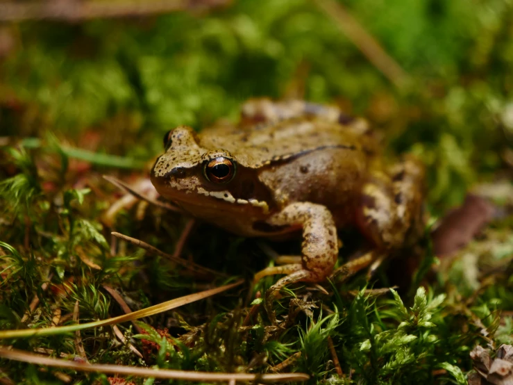 a frog in the moss with it's head looking straight ahead