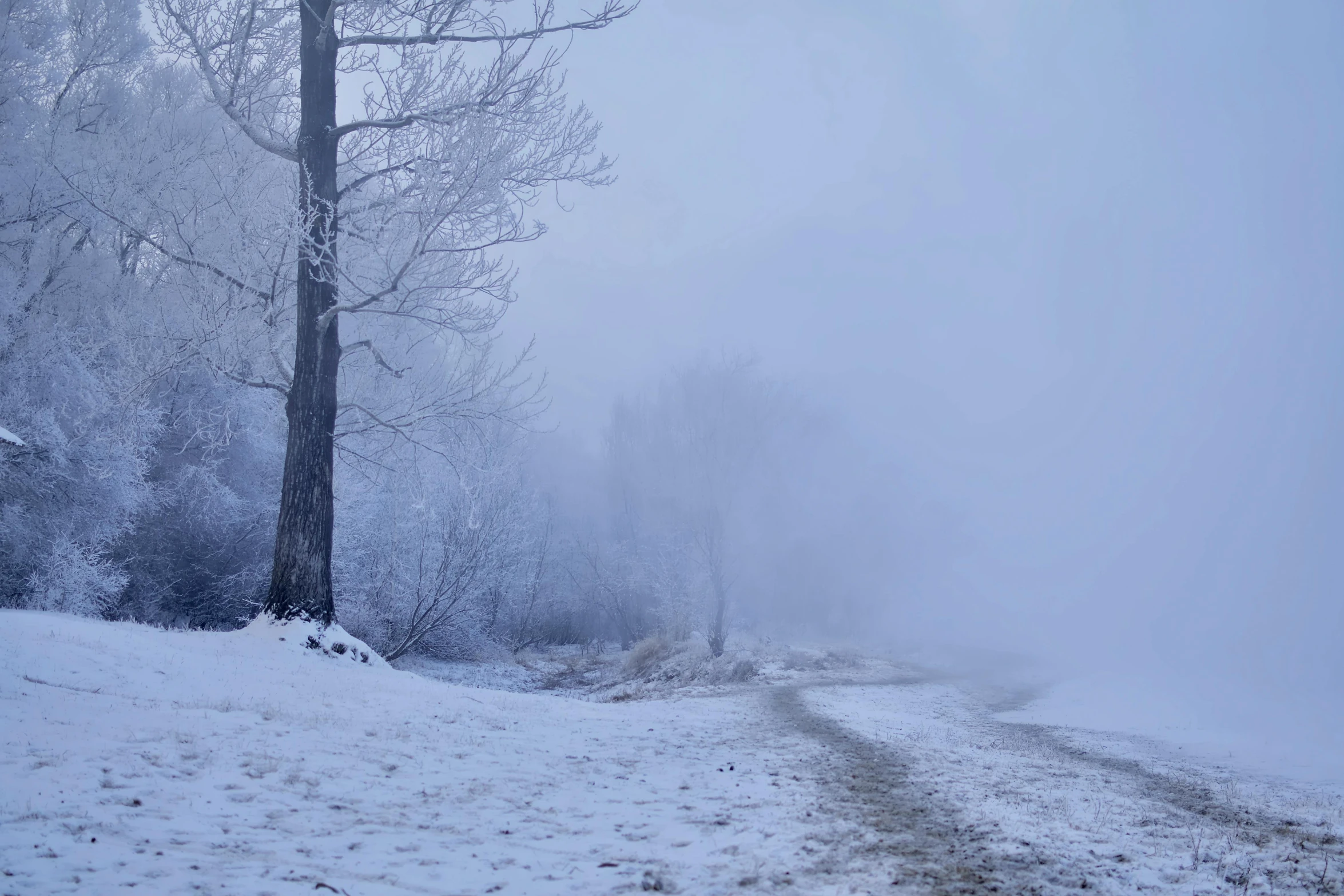 a foggy and snow covered road in the middle of winter