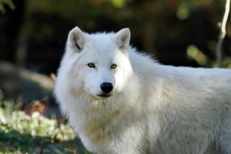 an arctic wolf with yellow eyes looking at the camera