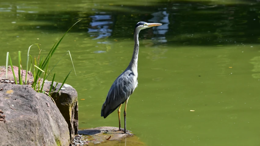 a gray heron standing in water next to large rock