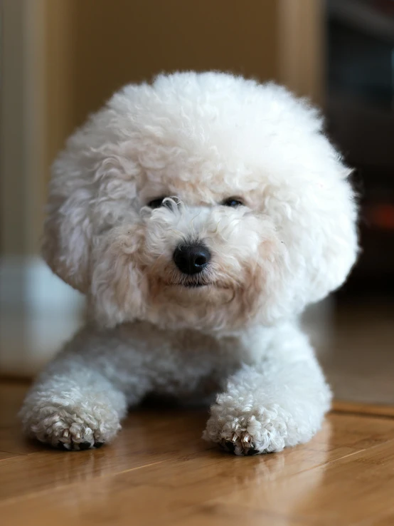 the white poodle looks tired with its eyes open
