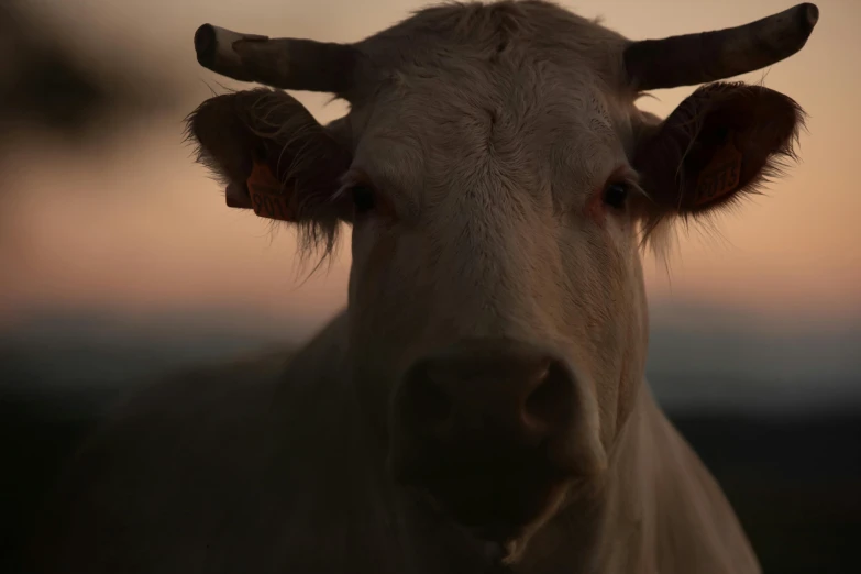 this cow is looking directly at the camera while it's staring