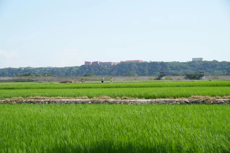 an expanse of tall grass with several distant buildings in the distance