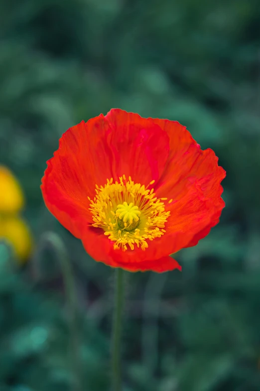 a red poppy that has just bloomed