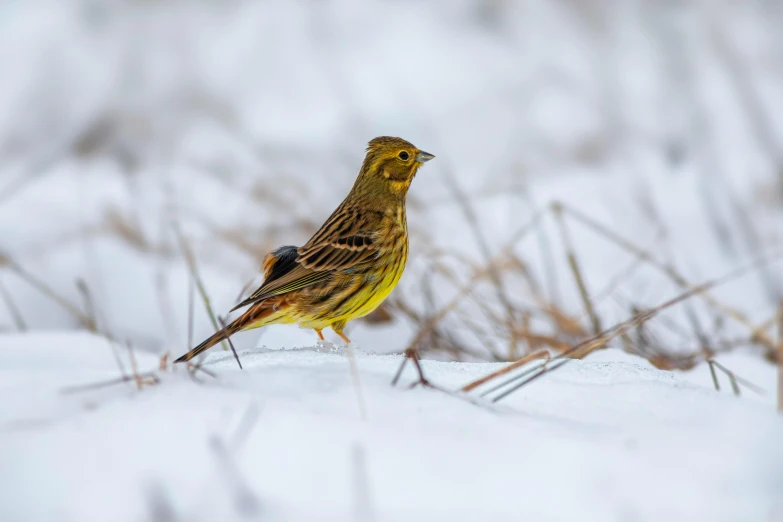 a small yellow bird perched on a snowy hillside