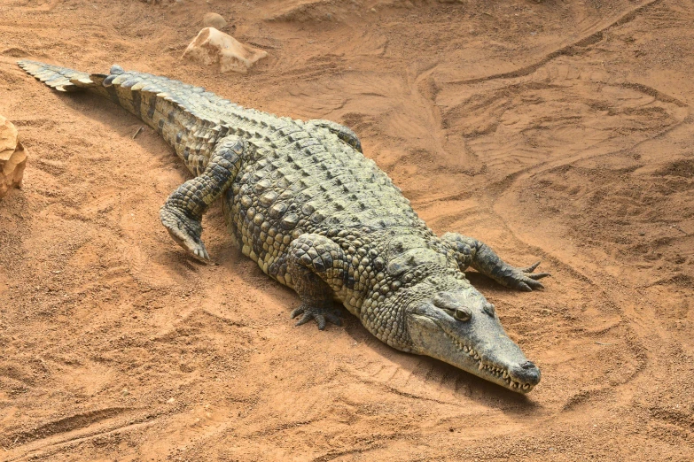 an alligator is lying on a bed of sand