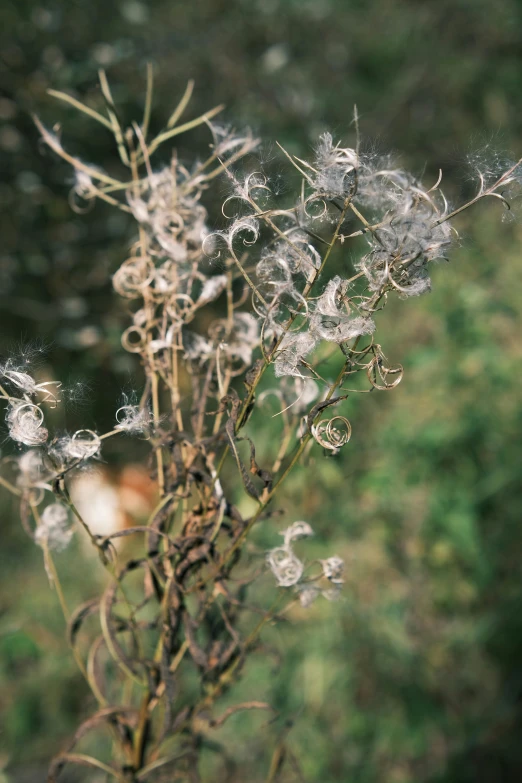 an up close s of a dandelion flower