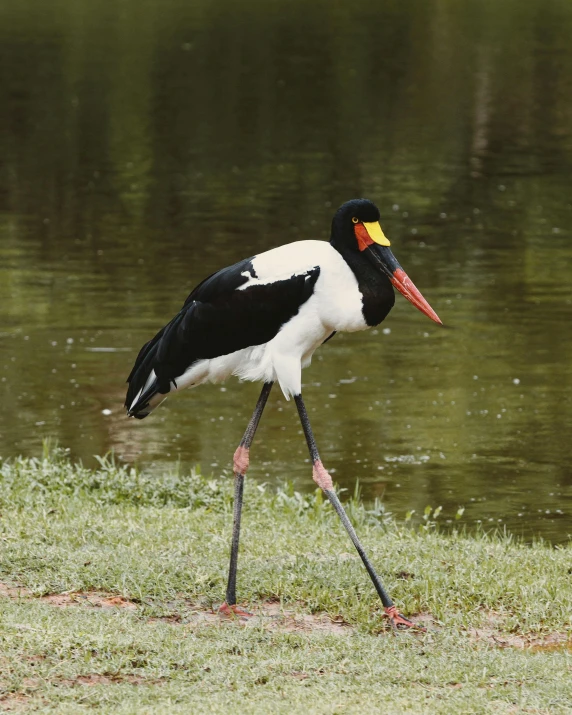 a long legged bird standing by some water