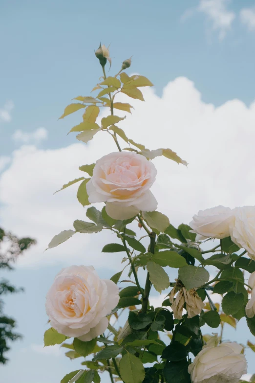 flowers with leaves, buds and sky in background