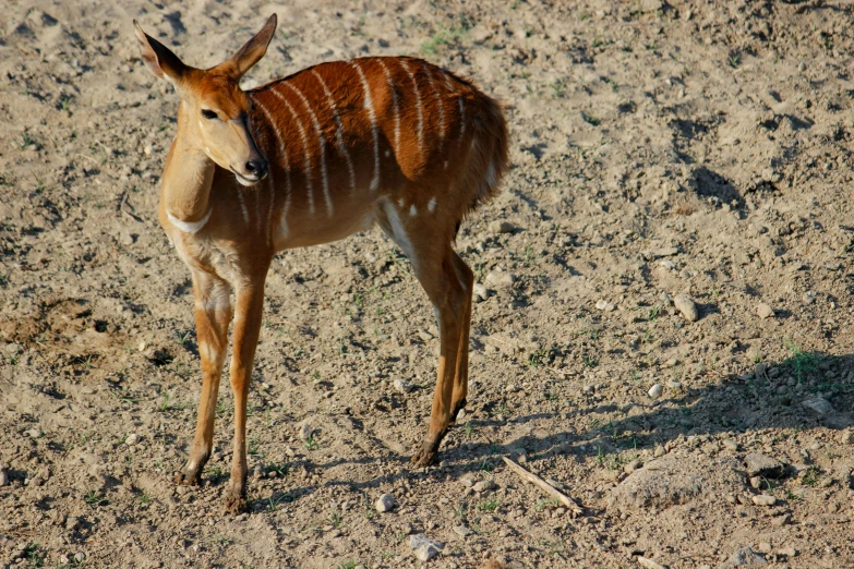 a small deer standing on top of a dirt field