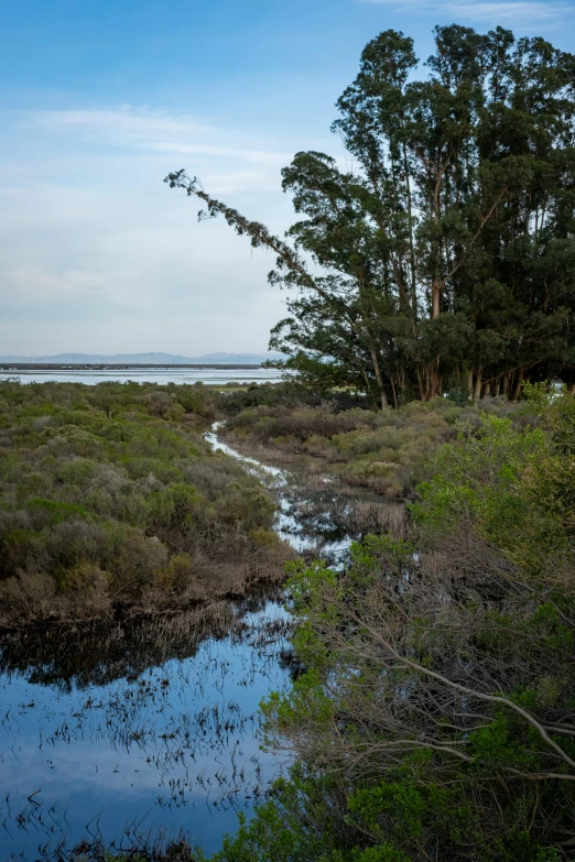 there is some water in the water near the brush