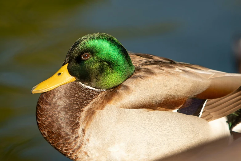 a duck is sitting in the water