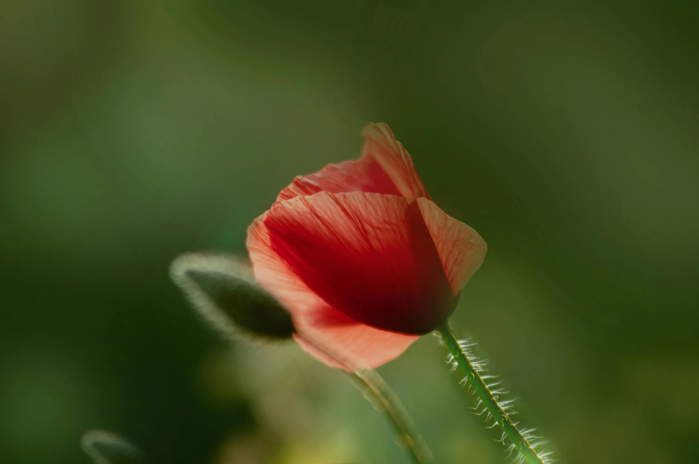 a single poppy flower is standing alone with other flowers