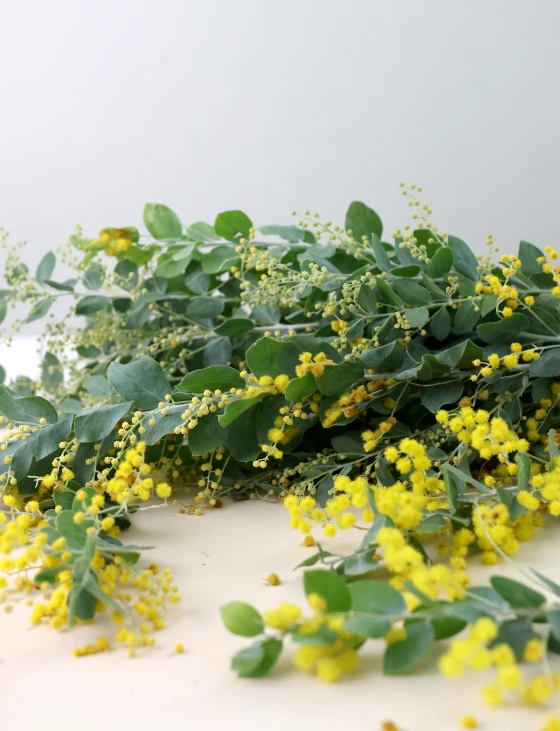 a plant with green leaves and yellow flowers