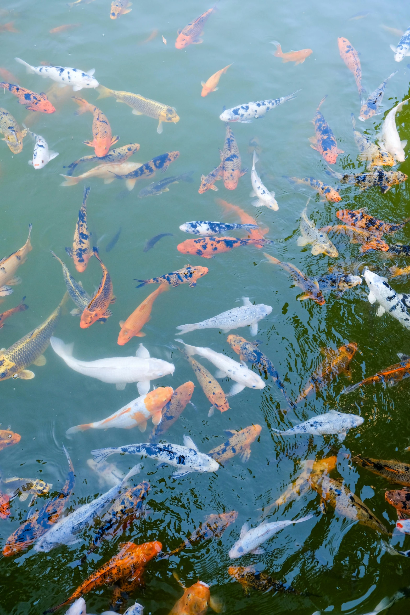 many koi fish are swimming around in the pond
