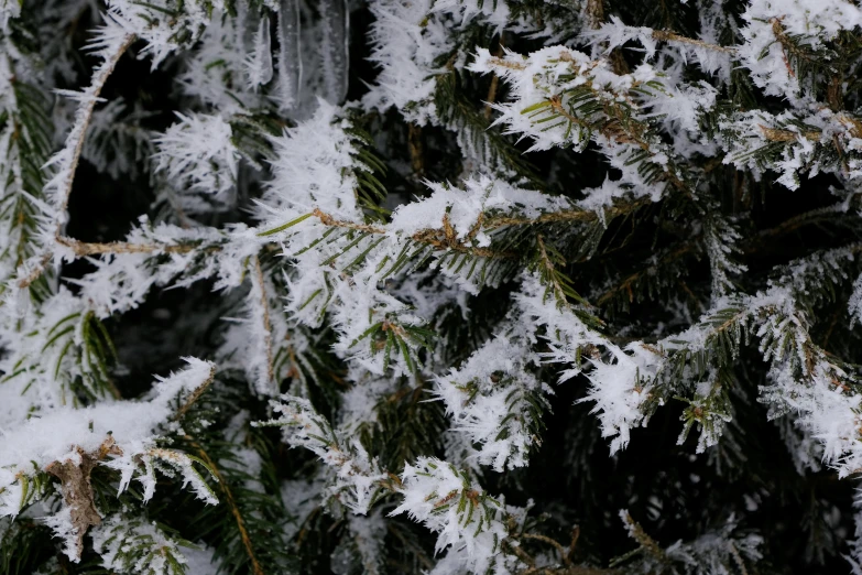 a snow - covered pine tree with some green leaves