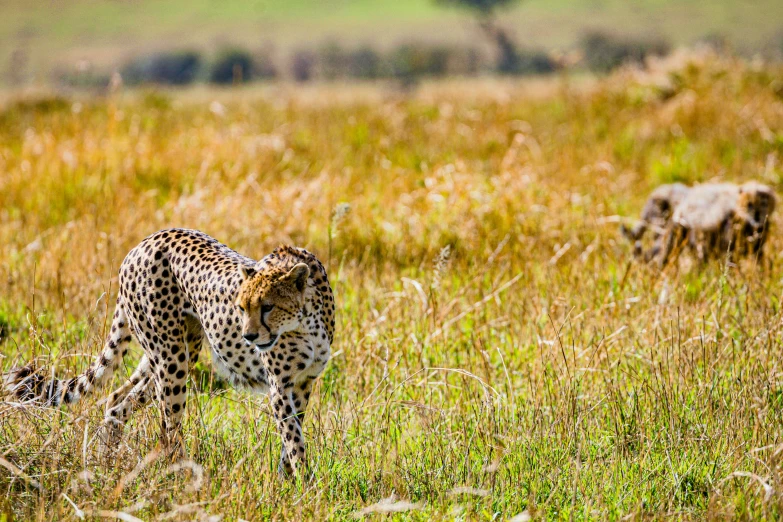 the cheetah is walking through the tall grass