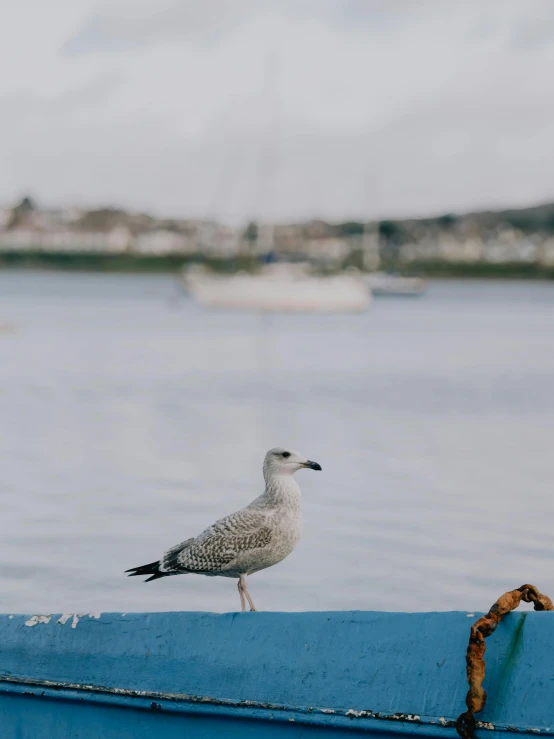 the seagull is sitting on top of the blue dock