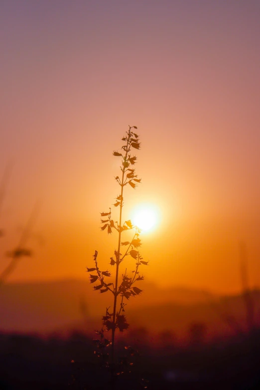 the sun rises over a hazy, grassy plain