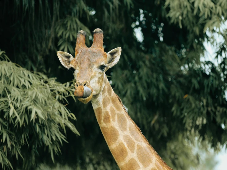 a giraffe standing next to a lush green forest