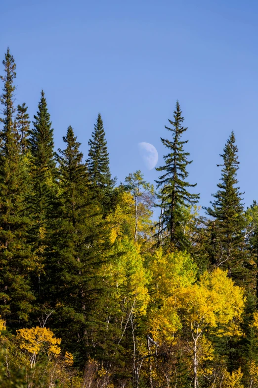 trees that are all different colors, and some one