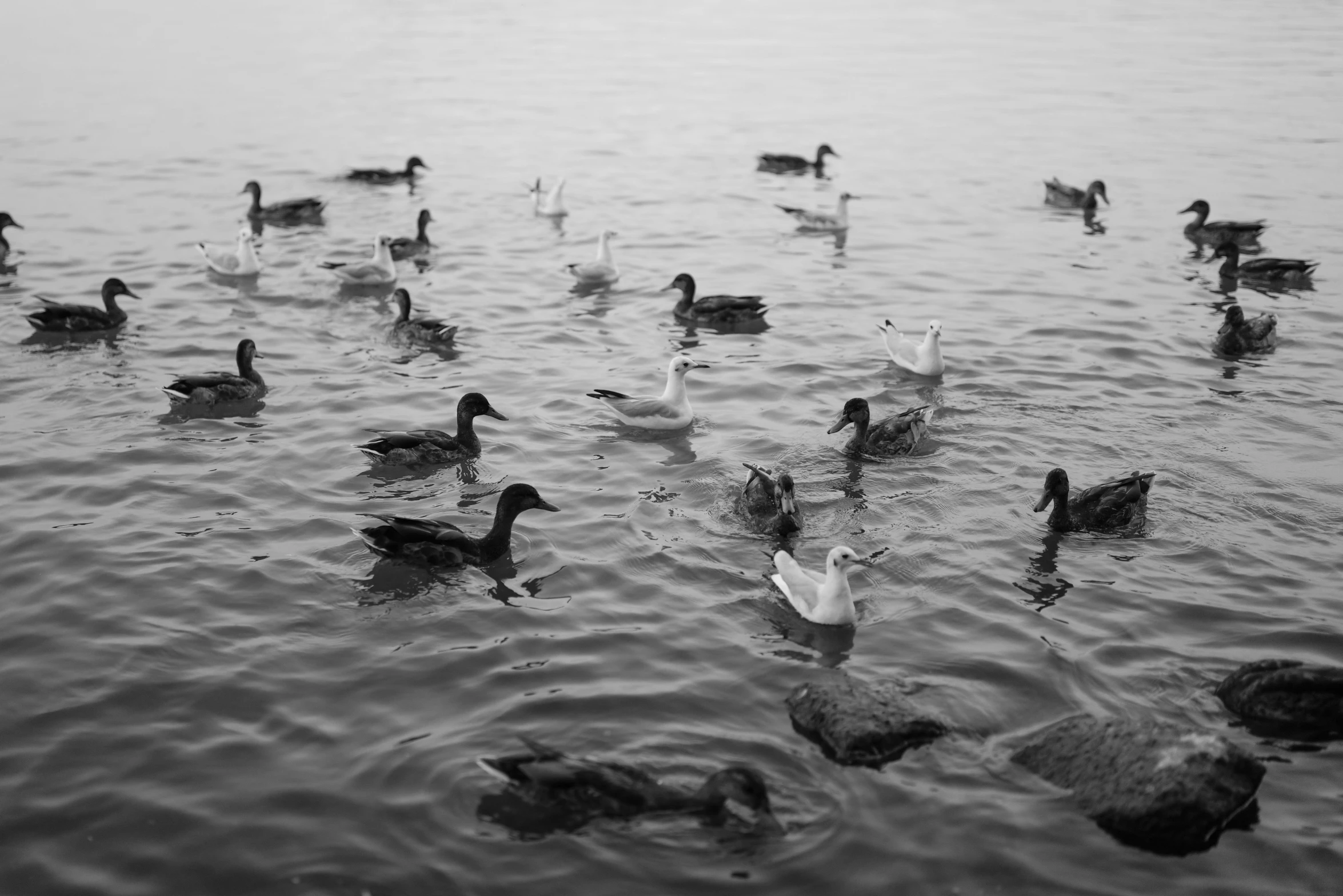 ducks are swimming through the water at a lake