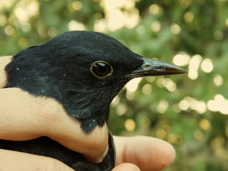 a black bird with brown spots sitting on a persons hand