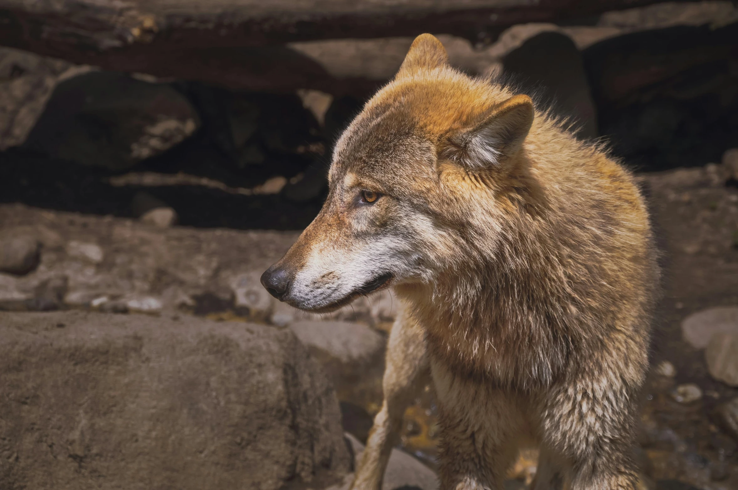 a wolf is standing near the rocks and looking at soing