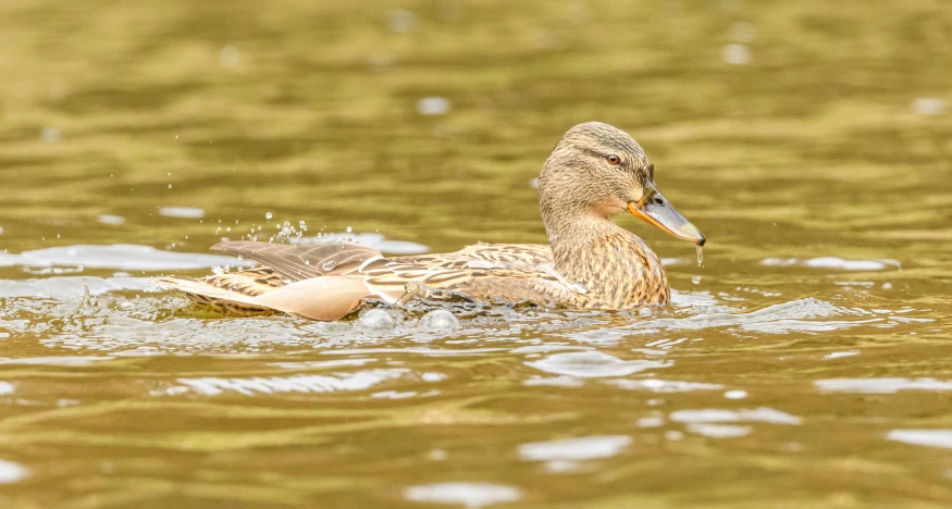 a duck floating on top of the water next to an area covered in grass