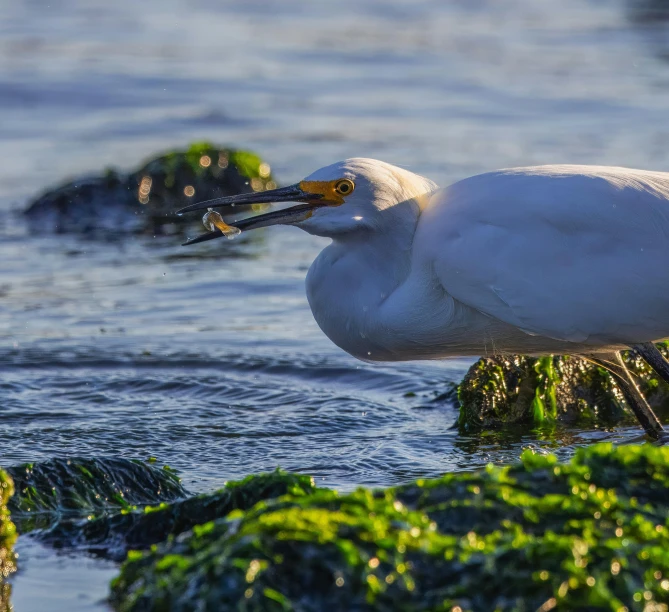 the egret is eating in the water and grass