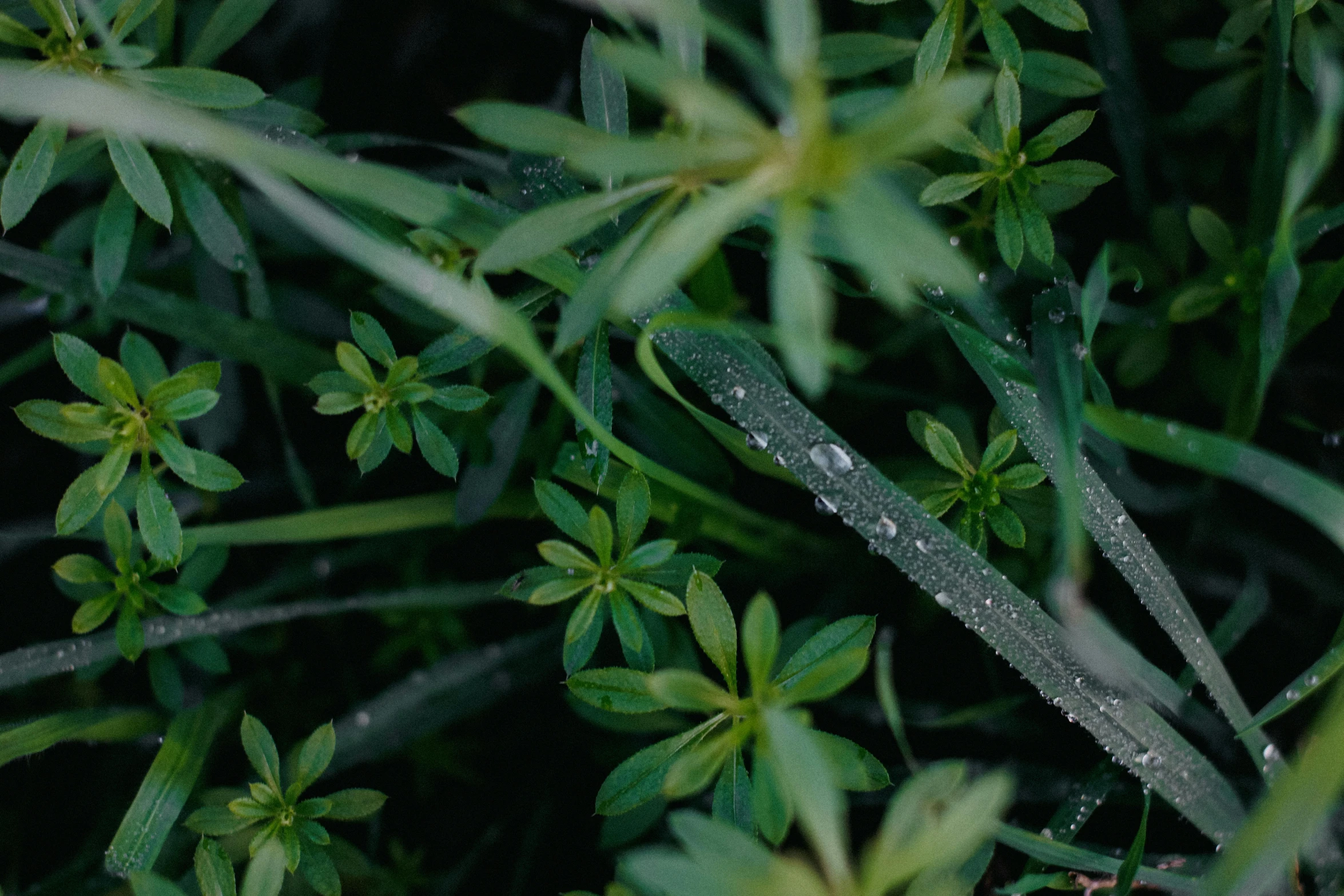 a few green plants with water droplets on them