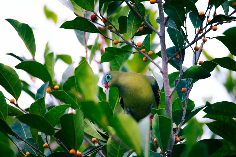 a parrot perched on top of a tree nch