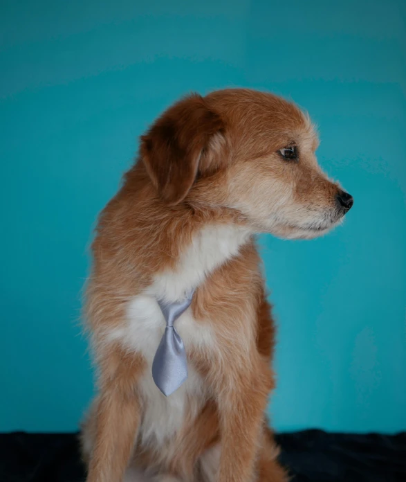 a dog is sitting wearing a tie