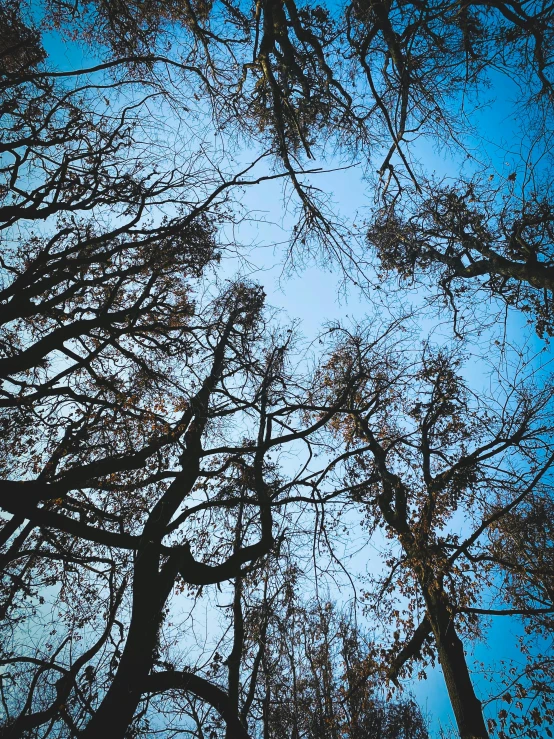 looking up at a line of trees from below