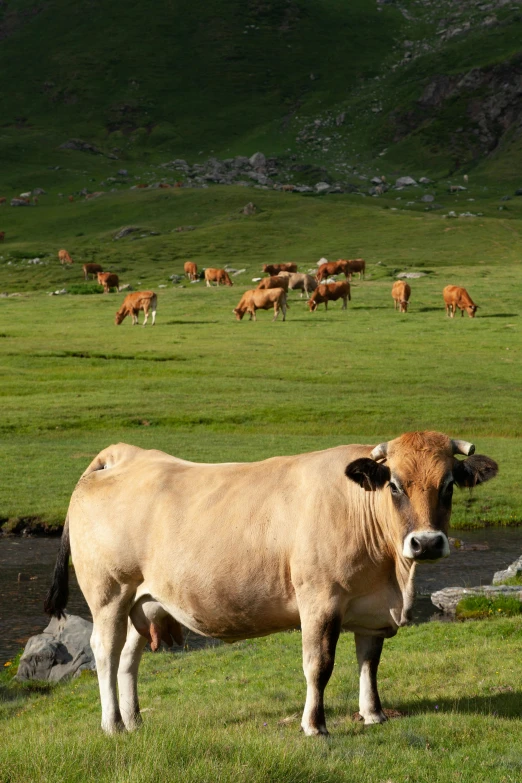 the large brown cow is standing in the grass