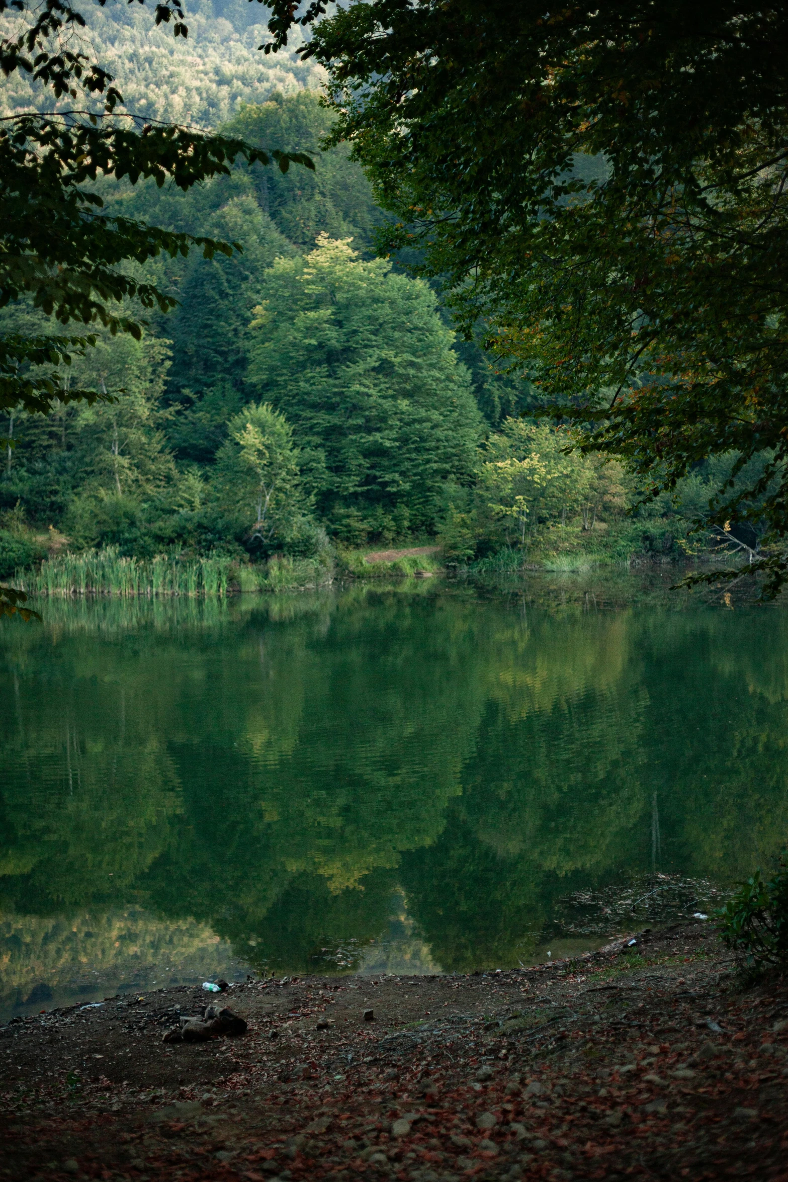 a lake surrounded by green trees near a forest